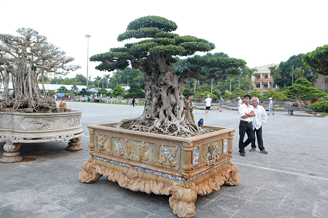 Giữa tháng 3/2019, thông tin cây sanh mang tên “Tiên lão giáng trần” của ông  Mười được một đại gia Dũng "Việt Trì" mua lại với giá 16 tỷ đang khiến giới sinh vật cảnh chấn động. Tuy nhiên, cuộc mua bán không thành công.