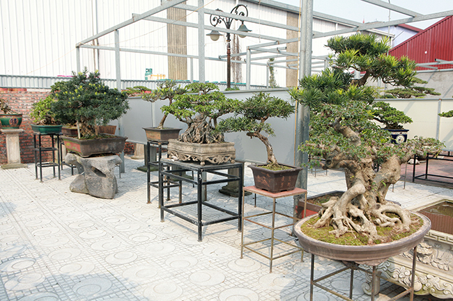 Chủ vườn cây cho biết anh đã chơi cây cảnh được 30 năm nay, không tính tiền đất (10 tỷ đồng) thì riêng tiền đầu tư cây cảnh đã lên đến 10 tỷ đồng. Hiện tại, vườn cây có giá trị lớn hơn nhiều.