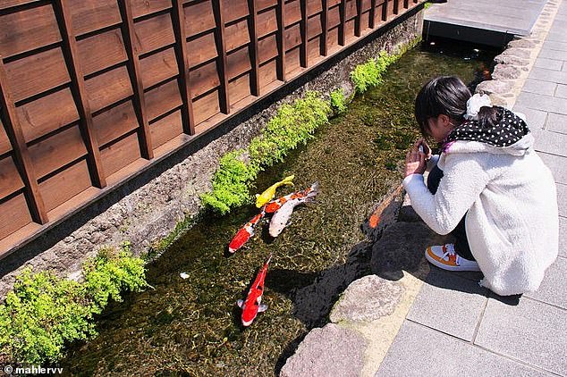 Thành phố Nhật Bản thu hút du khách bằng cá Koi bơi dưới cống nước thải - 1