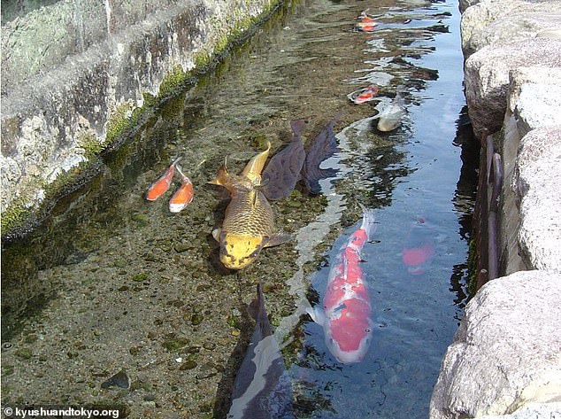 Thành phố ở Nhật thu hút du khách bằng cá Koi bơi dưới cống nước thải - Ảnh 4.