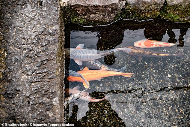 Thành phố Nhật Bản thu hút du khách bằng cá Koi bơi dưới cống nước thải - 5