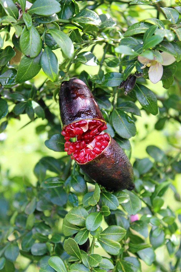 Loại chanh đắt nhất thế giới, trông như trứng cá muối khiến giới nhà giàu