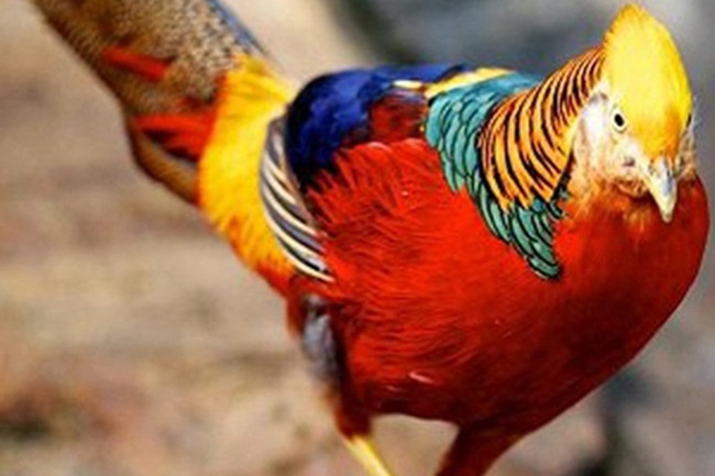 Chiêm ngưỡng đàn chim trĩ 7 màu quý hiếm