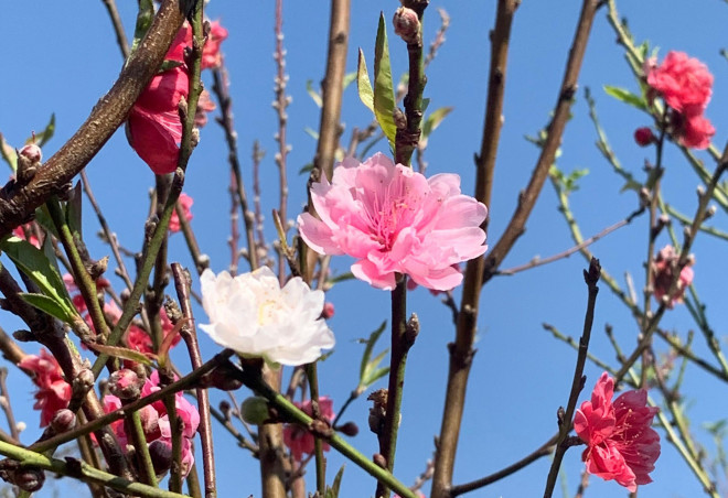 Đào Nhật Tân 3 màu độc lạ thâm nhập thị trường hoa Tết - 1