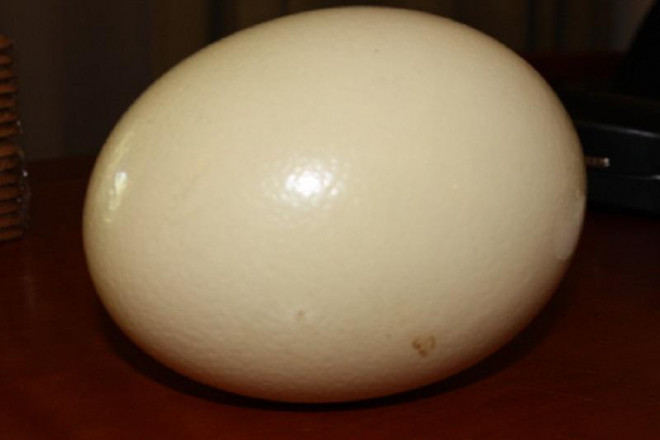 Đầu tháng lương về, ăn thử trứng đà điểu siêu to khổng lồ độc lạ nặng gần 2kg/quả - 5