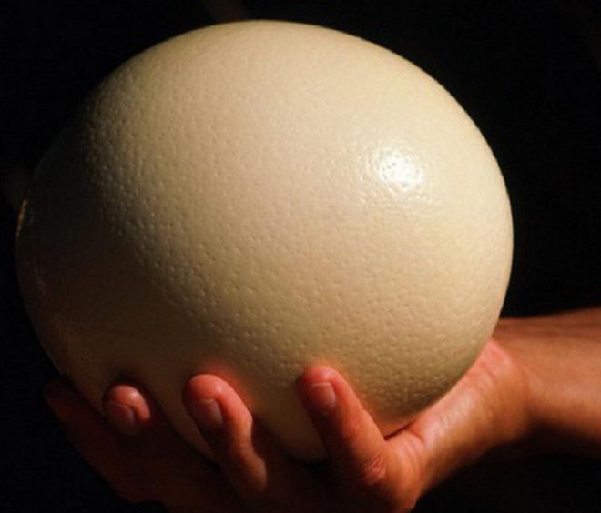 Đầu tháng lương về, ăn thử trứng đà điểu siêu to khổng lồ độc lạ nặng gần 2kg/quả - 3