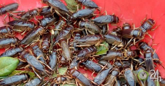 Đặc sản Tây Bắc: Mưa xuống săn dế mèn về xào nước măng chua
