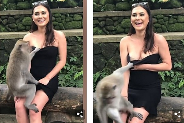 Video: Khỉ ma mãnh kéo váy để lộ ngực nữ du khách ở Indonesia - 1
