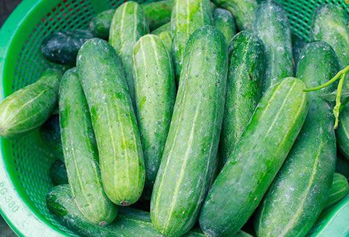 Cảnh giác với tác dụng phụ nguy hiểm của dưa chuột, nếu có dấu hiệu này cần vứt bỏ ngay - 2