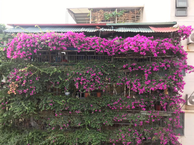 Ngắm ngôi nhà hoa giấy \'vạn người mê\' độc nhất ở Hà Nội
