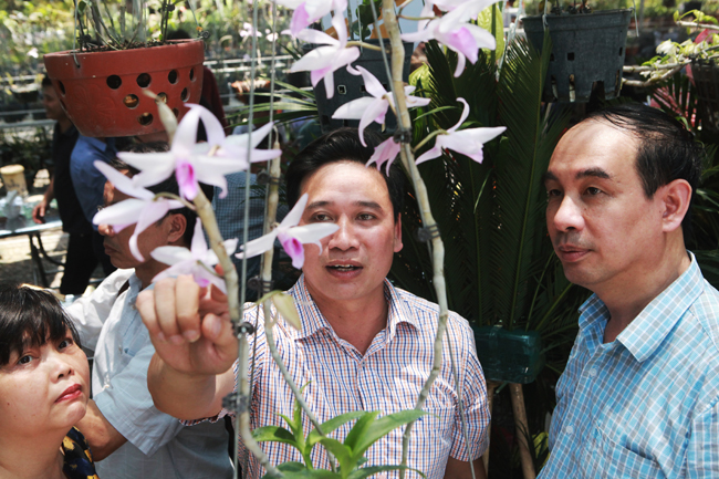 Choáng những giỏ hoa lan đột biến hiếm thấy ở Hà Nội, giá hàng ...