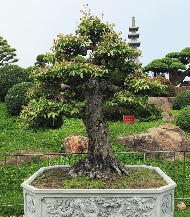 Đại gia Thái Nguyên dốc tiền khủng chơi dàn bonsai khế, coi như ...