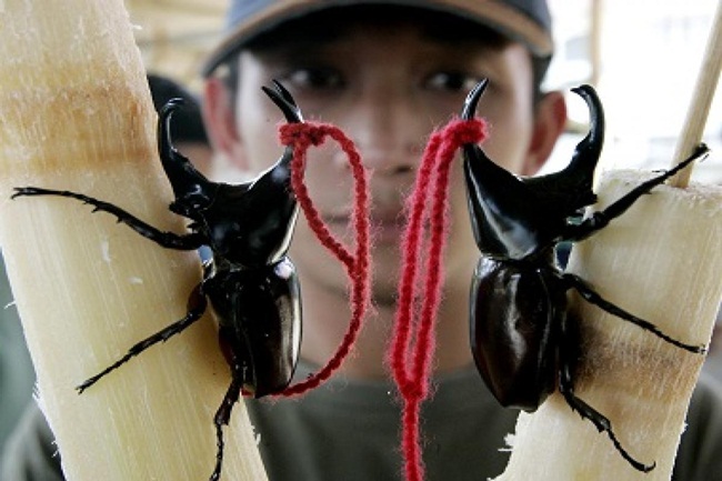 Những con bọ cánh cứng có thể sống lâu tới 5 năm.