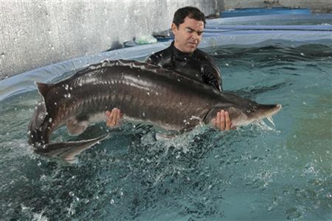 Theo Mark Zaslavsky, cá tầm beluga lúc hơn 15 tuổi nặng tới 158kg và dài hơn 2,7m. 