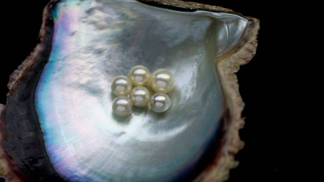 Ngọc trai được hình thành trong các loài nhuyễn thể. Chúng có thể được bán với giá 1 triệu USD (~23,2 tỷ đồng) nếu là ngọc trai tự nhiên. 