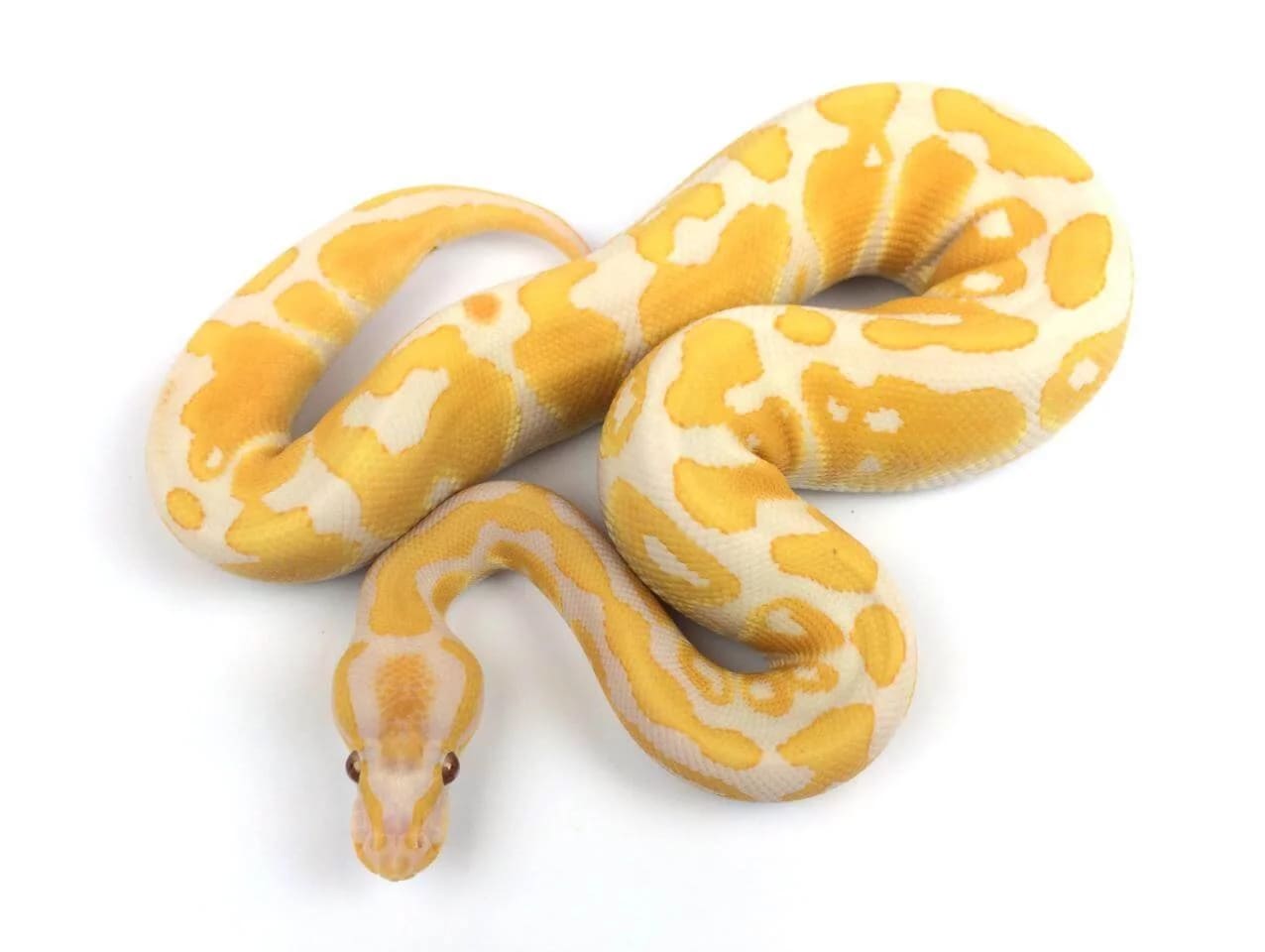 Sở thích khác người của giới tỷ phú: nuôi con “kỳ dị” có giá trên trời - 7