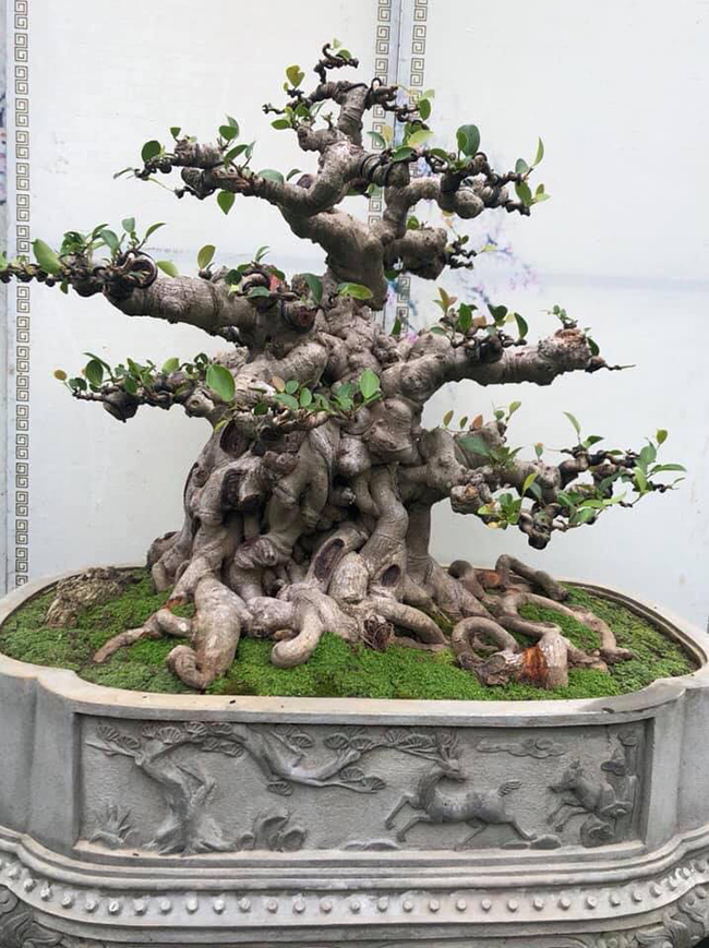 Tác phẩm đã hội tụ được sự hài hòa của cả hai trường phái cây cảnh nghệ thuật. Đó là cây cảnh truyền thống (cây thế Việt Nam) và cây cảnh nghệ thuật đương đại (bonsai quốc tế).