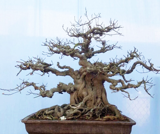 Ông Tuyền cho biết, thời điểm mới mua về, tay cành của cây rất dài.