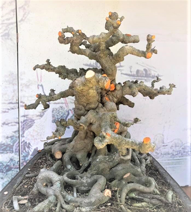 Sau đó, ông quyết định cắt trụi để làm lại từ đầu. Hiện tại cây có “tỷ lệ vàng”, được thể hiện qua mối quan hệ giữa chiều cao và đường kính thân chính, độ dài mâm rễ, điểm đóng cành hợp lý theo tiêu chuẩn quốc tế.