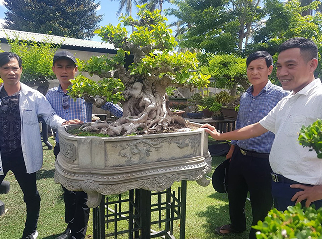 “Tôi muốn phải đầu tư thêm công sức cho tác phẩm thực sự hoàn thiện, mang được những đặc trưng dấu ấn của cây cảnh nghệ thuật Bình Định sau 2 năm nữa”, ông Tuyền cho hay.