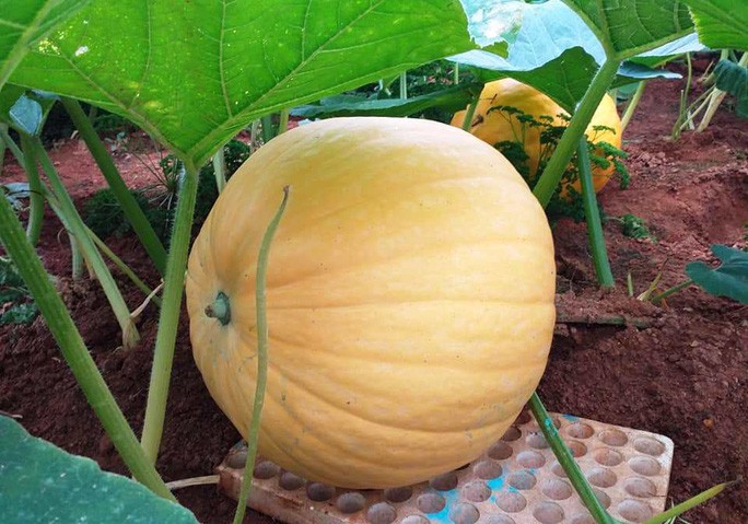 Ngắm bí ngô khổng lồ ở Đà Lạt sẵn sàng cho lễ Halloween - 2