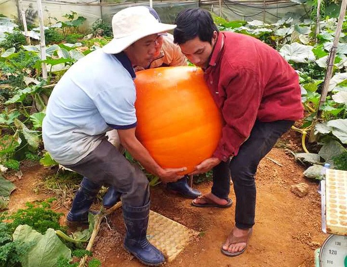 Ngắm bí ngô khổng lồ ở Đà Lạt sẵn sàng cho lễ Halloween - 6