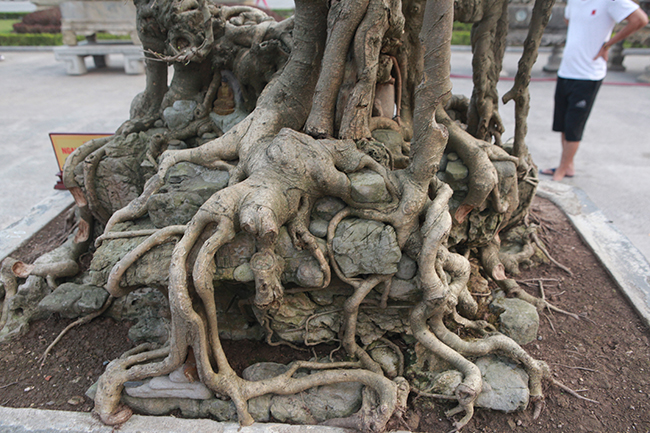 Sau 15 năm tạo tác, cây đã gần như hoàn thiện. Có nhiều người biết đến muốn mua, ra giá vài tỷ đồng nhưng anh không bán.