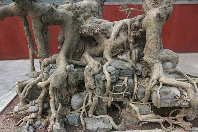 Cây được trồng (ký) trên đá, sau nhiều năm rễ bám chặt vào đá tạo thành khối vững chắc