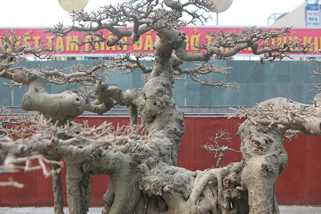 Tay cành được cắt giật công phu