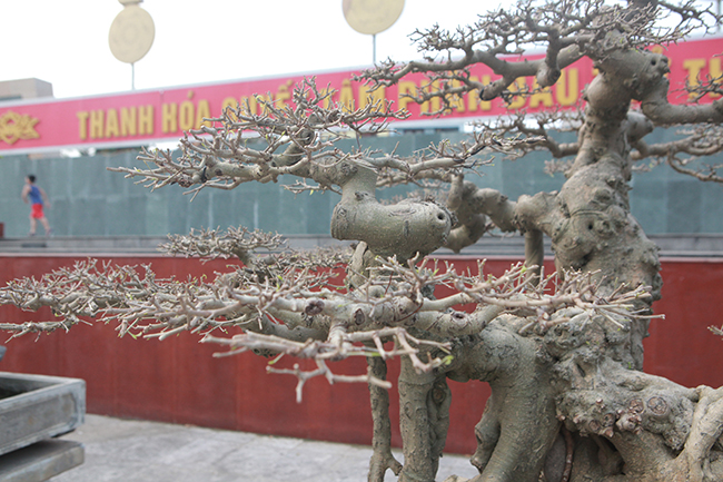 Răm, chi được làm tỉ mỉ