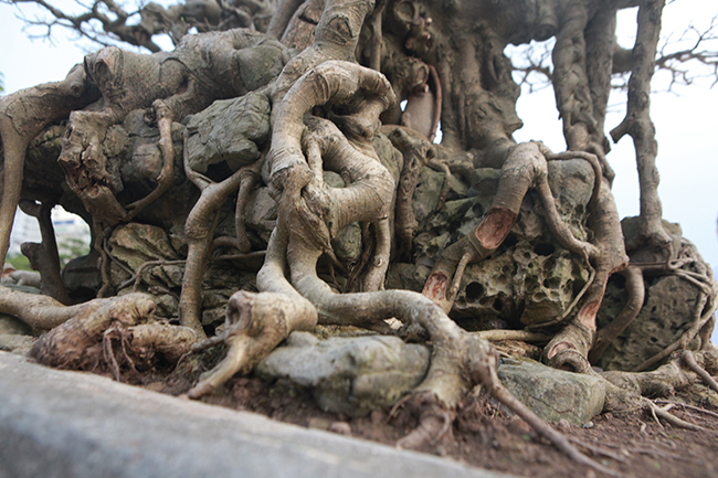 Chủ nhân của tác phẩm cho biết, phải vài năm nữa cây mới hoàn thiện.