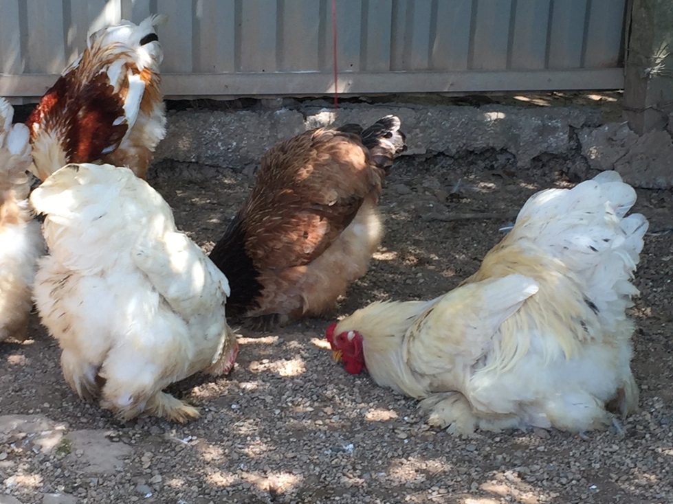 Chiêm ngưỡng giống gà kỳ lân