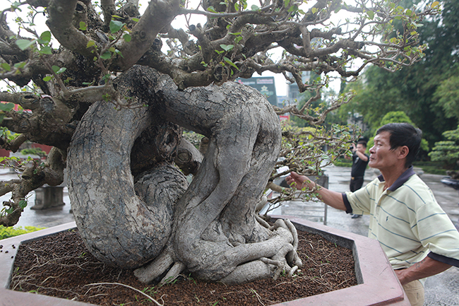 Nhìn từ xa nhiều người tưởng đây là cây hoa giấy vì thân khá lớn. “Tôi tưởng cây hoa giấy chứ không thể tưởng tượng nổi đây là cây dâm bụt vì thường cây dâm bụt thân chỉ như cổ tay, cổ chân người lớn là cùng”, anh Nguyễn Văn Chiến (TP. Thanh Hóa) cho biết.