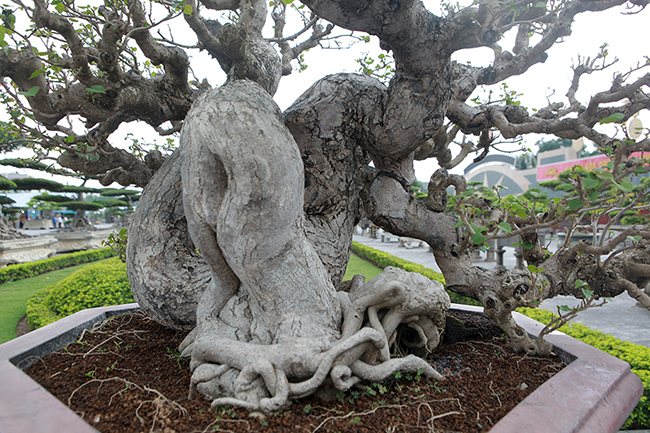 Cây dâm bụt vốn được làm hàng rào ở Việt Nam nhưng dưới bàn tay khéo léo của nghệ nhân người nước ngoài trở thành một cây bonsai đẹp mắt, có giá trị.