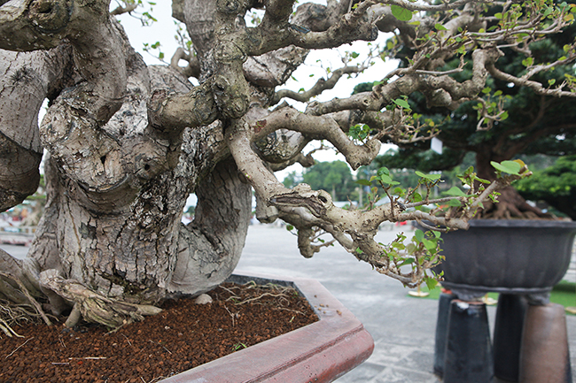 Anh Cường cho biết, các nghệ nhân Đài Loan chỉ làm phần tay, cành chứ thân hoàn toàn tự nhiên. Nhìn dáng cây như một con rồng.