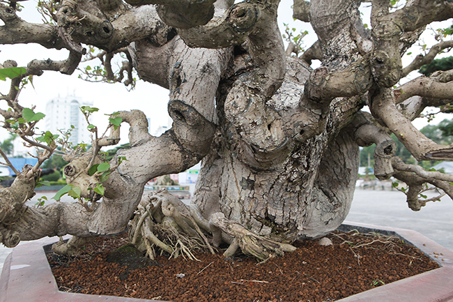 Dù chưa phổ biến như một số cây cảnh khác song bonsai dâm bụt đang được không ít người Việt sưu tầm, anh Cường cho hay.