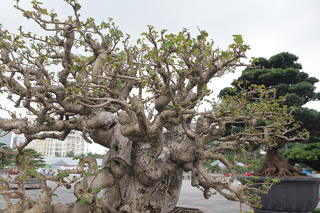 Tay cành được làm rất công phu. Được biết, các nghệ nhân Đài Loan thường ưa chuộng lối làm cây thuận theo dáng tự nhiên.