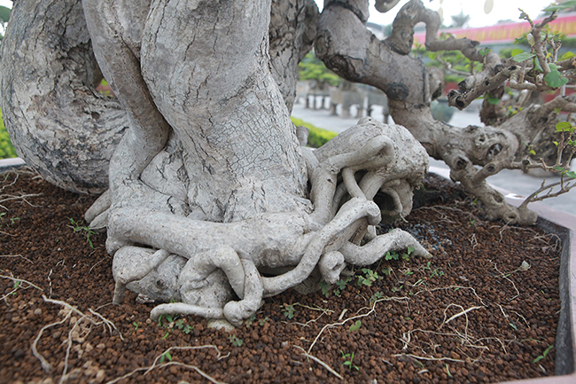 Vỏ (da) thân và gốc đã mốc trắng chứng tỏ cây nhiều năm tuổi.