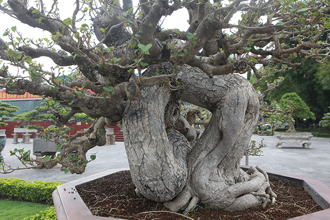 Còn cây này có giá trị khoảng hơn 300 triệu đồng, anh Cường cho biết.