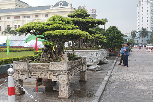 Ba cây sanh cổ đều có tuổi đời trên dưới 100 năm, mỗi cây có kích thước khác nhau nhưng đều đạt đến sự hoàn hảo về nghệ thuật.