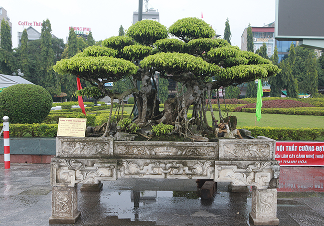 Theo đó, tác phẩm “song thụ” là cây bé nhất nhưng có tuổi đời trên 100 năm. Tác phẩm có ý nghĩa như một cặp vợ chồng già, quấn quýt lấy nhau. Phần thân và gốc cây có màu đồng dạng nham thạch.