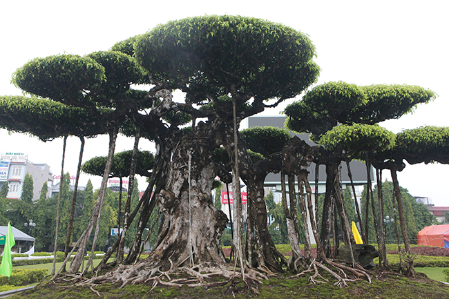 Toàn bộ thân và rễ đã mốc trắng chứng tỏ cây nhiều năm tuổi.