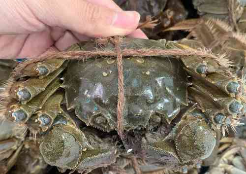 Gọi tên các loài cua đắt nhất thế giới, có con giá bằng chiếc ô tô - 4