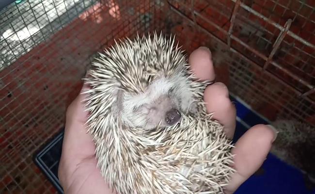 Những con nhím có màu sắc bình thường có giá từ 400.000đ - 500.000đ/con, những con đột biến có giá cao gấp đôi.
