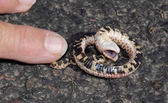 Rắn mũi hếch còn có tên gọi tiếng anh khác là Hognose Snake. Đây là một loài rắn cảnh có tính cách hiền lành có nguồn gốc từ bắc mỹ và Mexico. Loài rắn này khá nhỏ, chỉ lọt thỏm trong bàn tay.  