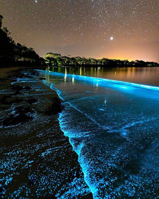 Tảo phát quang khiến bãi biển rực sáng vào ban đêm - 7