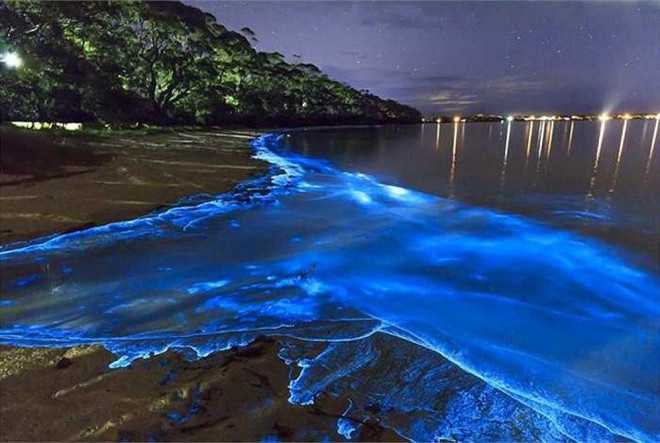 Tảo phát quang khiến bãi biển rực sáng vào ban đêm - 9
