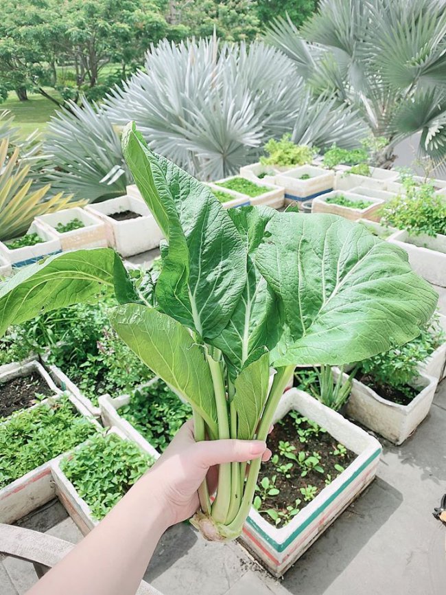 Bảo Thy chia sẻ: