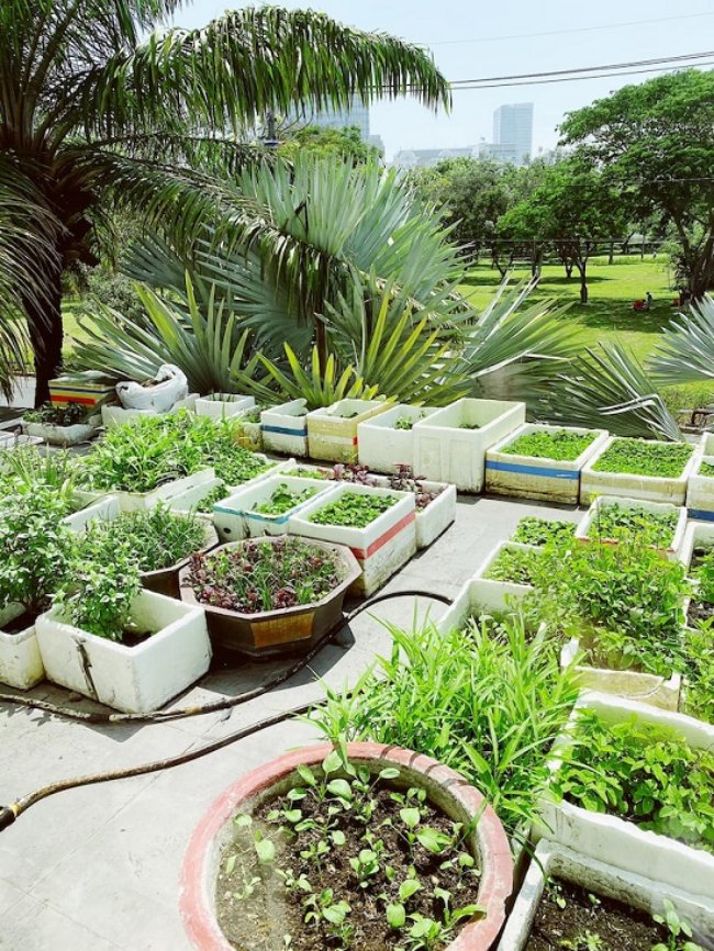 Với không gian rộng, Bảo Thy còn dành cả khu sân thượng để làm vườn rau sạch do chính tay cô tự trồng và chăm sóc.  