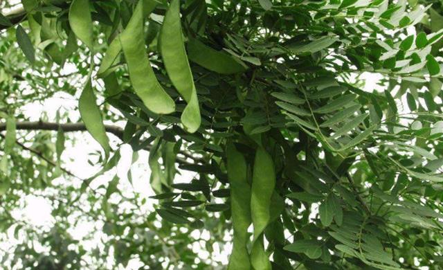 Cây giống Bồ Kết Cách trồng chăm sóc   vuonnhasaucom 